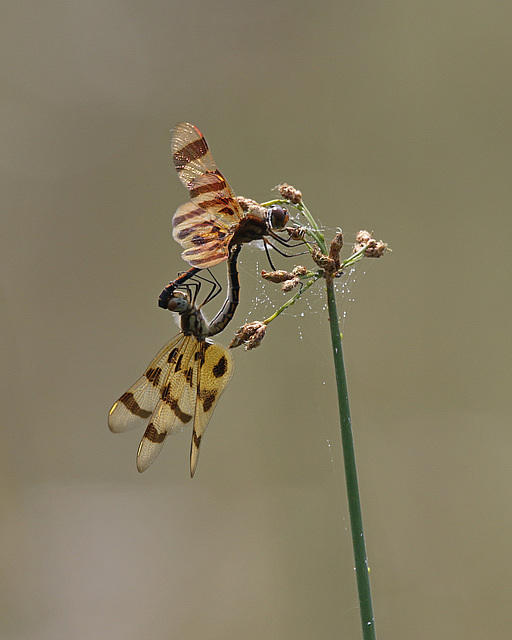 celithemis eponina