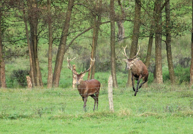 photo prise par mon fils , il y a 3 semaines ..... ( la detente de ces animaux )