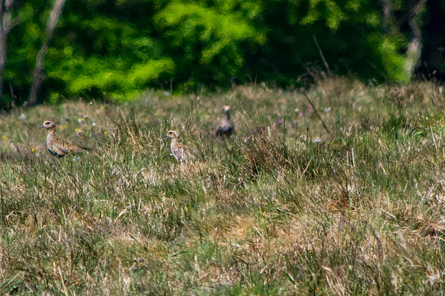 Golden Plover