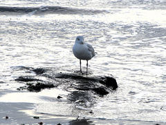je mettrais bien une patte dans l'eau mais ....