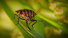 Die Streifenwanze (Graphosoma italicum) ist immer ein Hingucker :)) The striped bug (Graphosoma italicum) is always an eye-catcher :)) La punaise rayée (Graphosoma italicum) attire toujours le regard :))