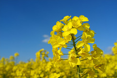 Fleurs de colza