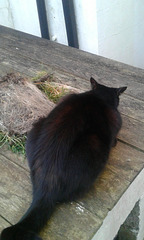 Pippin is inspecting,  you can see the size of the grass sod