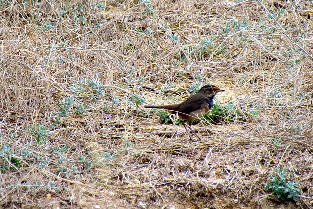 Bluethroat (female) Luscinia svecica, Alvor estuary (2011)