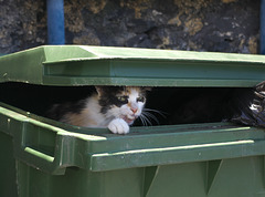 Feral cat in dustbin