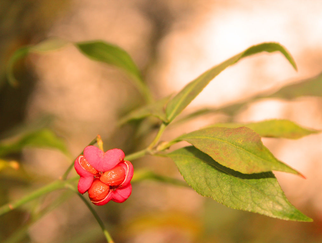 Spindle berry