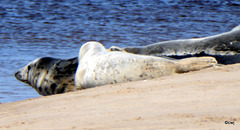 Seals on Findhorn Beach at low tide