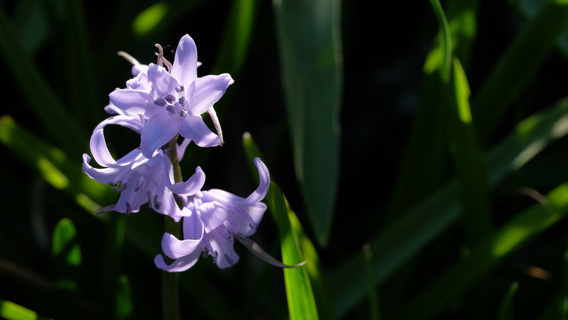 Hyacinthus