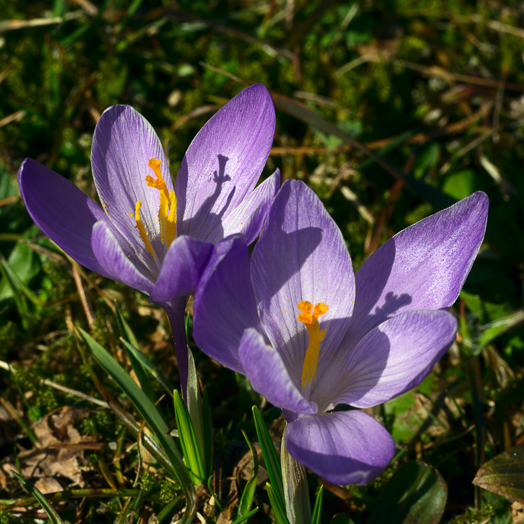 In meinem Garten-112