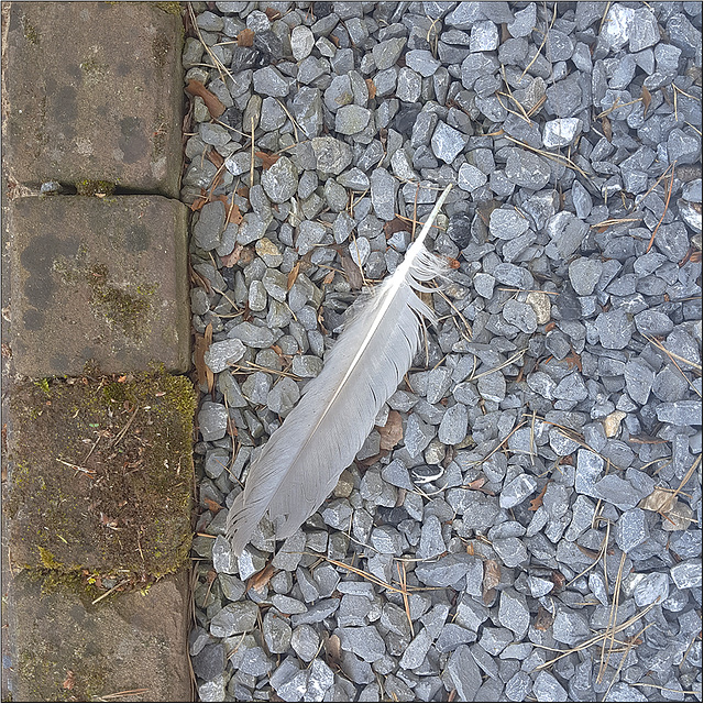 #SH23 - A feather