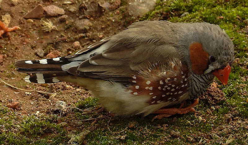 20190901 5524CPw [D~VR] Zebrafink (Taeniopygia guttata), Vogelpark Marlow