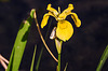 20200521 7645CPw [D~MI] Gelbe Schwertlilie (Iris pseudacorus), Hille