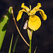 20200521 7645CPw [D~MI] Gelbe Schwertlilie (Iris pseudacorus), Hille