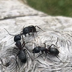 Guerre  de fourmis