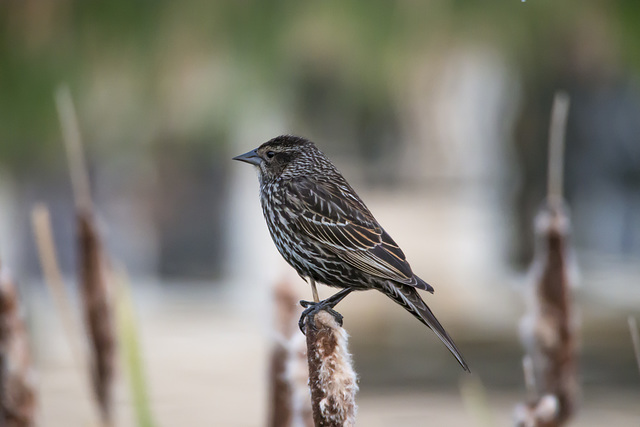 Female Red-winged Blackbird in Profile