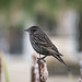 Female Red-winged Blackbird in Profile