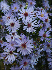 Michaelmas daisies