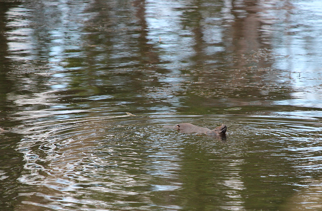 Duck-billed Platypus