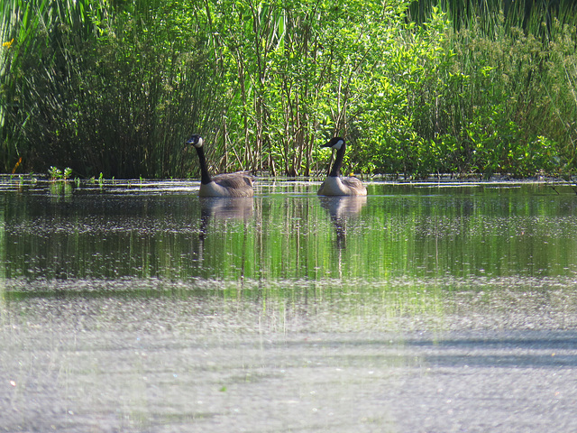 Canada geese - a different angle