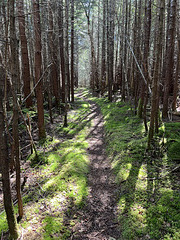 wooded passage