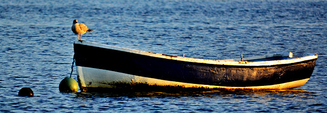 Gull and Boat 2