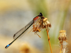 Common Bluetail f (Ischnura elegans rufescens) DSB 1075