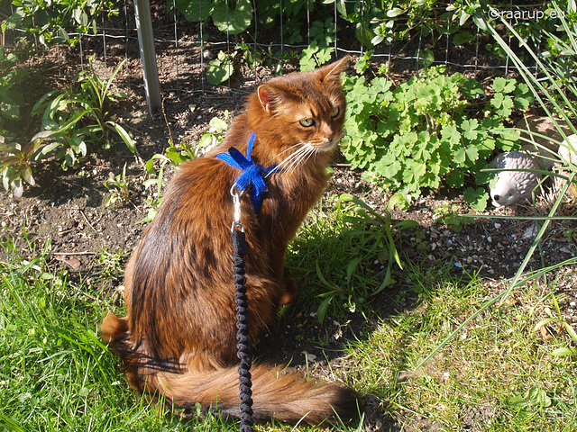 Caithlin's first trip into the garden