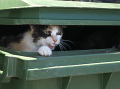 Feral cat in dustbin (detail)