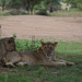 Tarangire, Two Lionesses in a Waiting for Prey