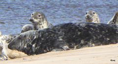 Seals on Findhorn Beach at low tide