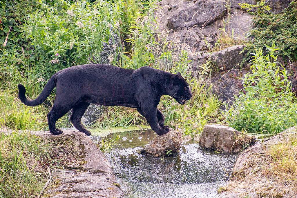 Panther