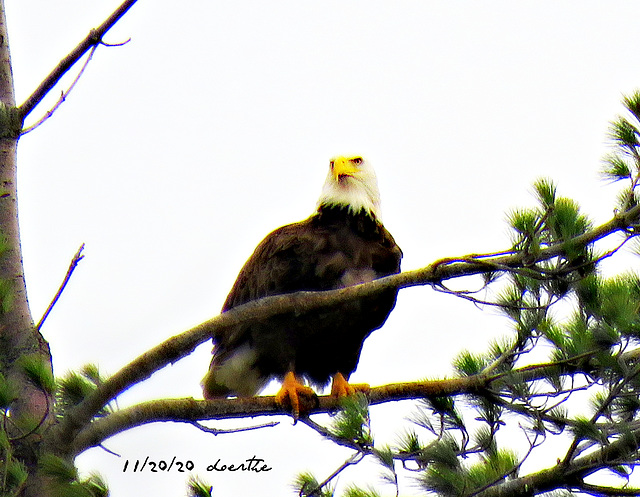 Bald Eagle near our home