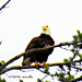 Bald Eagle near our home