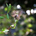 Ruby-throated hummingbird, female