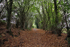 Weg am Golfplatz (Sprockhövel) / 6.11.2022