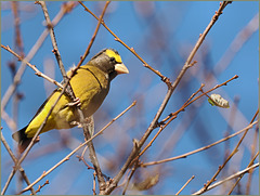 Evening grosbeak