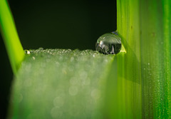 Der Tropfen am Grashalm :)) The drop on the blade of grass :)) La goutte sur le brin d'herbe :))