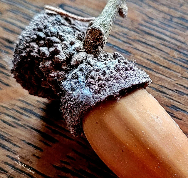 Frucht der Kalifornischen Steineiche (Quercus agrifolia) Frucht der Kalifornischen Steineiche (Quercus agrifolia)