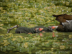 Moorhen chicks