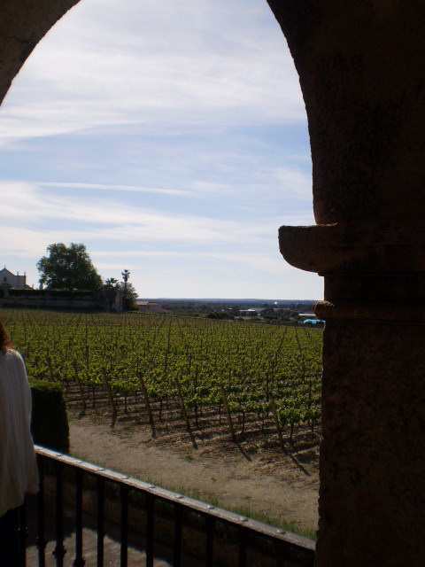 Vineyards of Bacalhôa Estate.