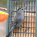 Catbirds