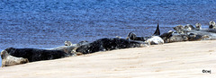 Seals on Findhorn Beach at low tide