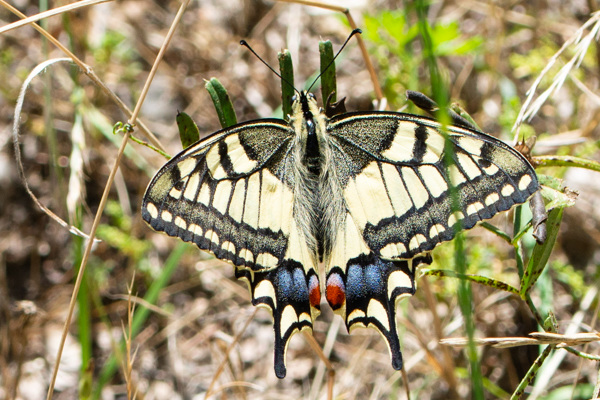 Swallowtail-DSA 6995