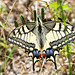 Swallowtail-DSA 6995