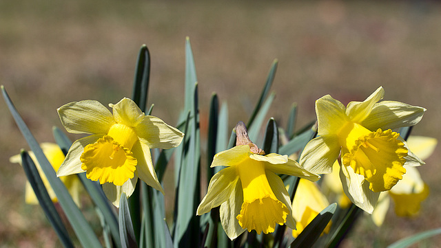 In meinem Garten-113