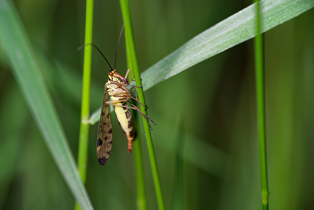 19.06.10 Skorpionfliege