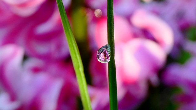 Rose ou bleu...