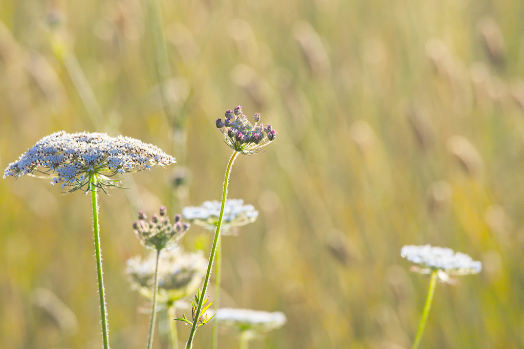 Queen Anne's Lace in July