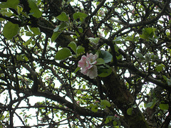 gdn[20] - Bramley flowers