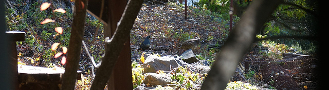 DSC07198 quail quail